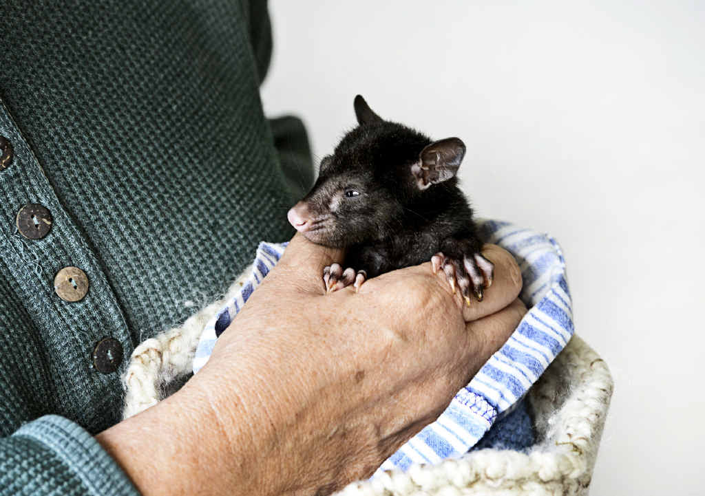 IN GOOD HANDS: Ash the baby mountain brushtail possum is being looked after by wildlife volunteer Cheryl Cochran after he was found by chance in an empty Rosebank property. He will be in care for six months before being returned to the wild. IN GOOD HANDS: Ash the baby mountain brushtail possum is being looked after by wildlife volunteer Cheryl Cochran after he was found by chance in an empty Rosebank property. He will be in care for six months before being returned to the wild.